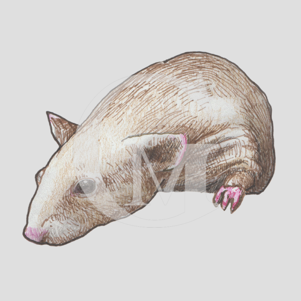 Peeping rat