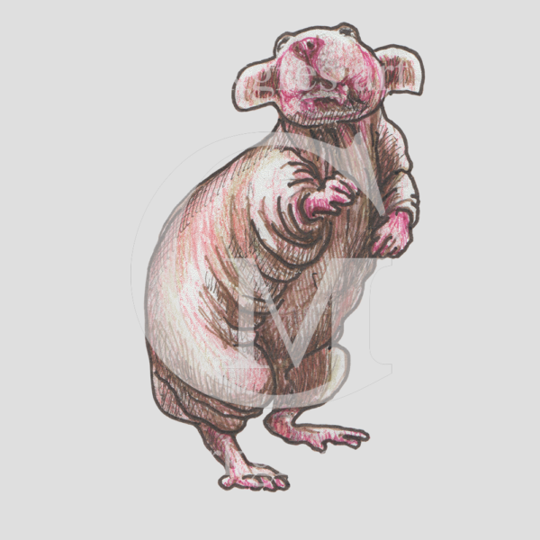 Rat on his hind legs